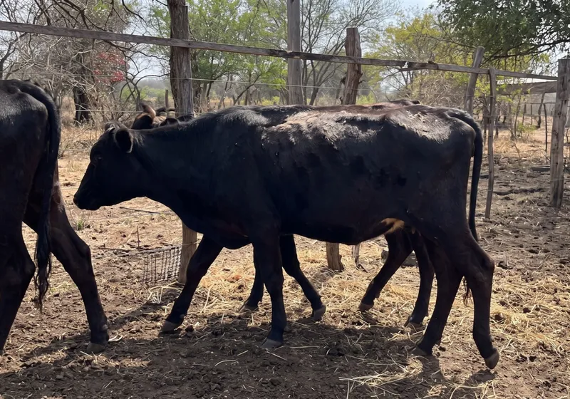 Lote de Gado Mestiço com Jersey