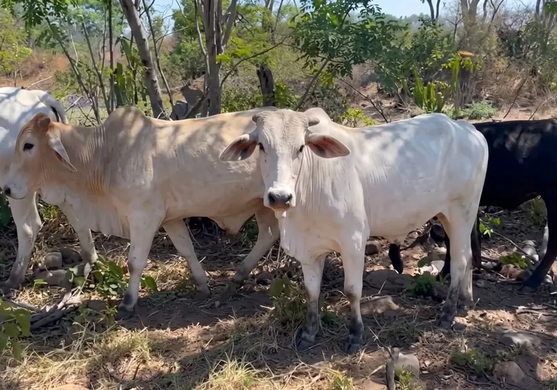Lote com 80 Garrotes Nelore e Nelorado